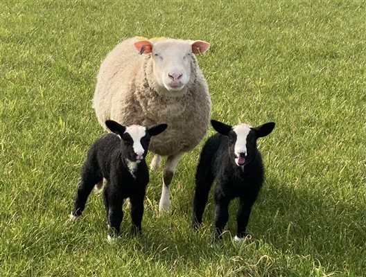 Lambing in March at Pickwell barton